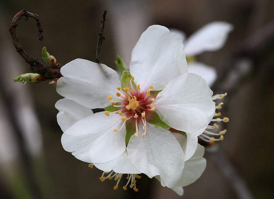 Prunus dulcis / Mandorlo